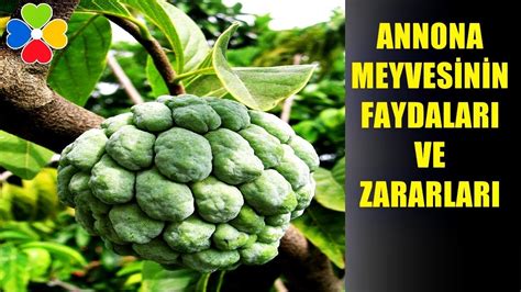 Annona meyvesi